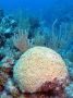 AmbergrisCaye05 - 114